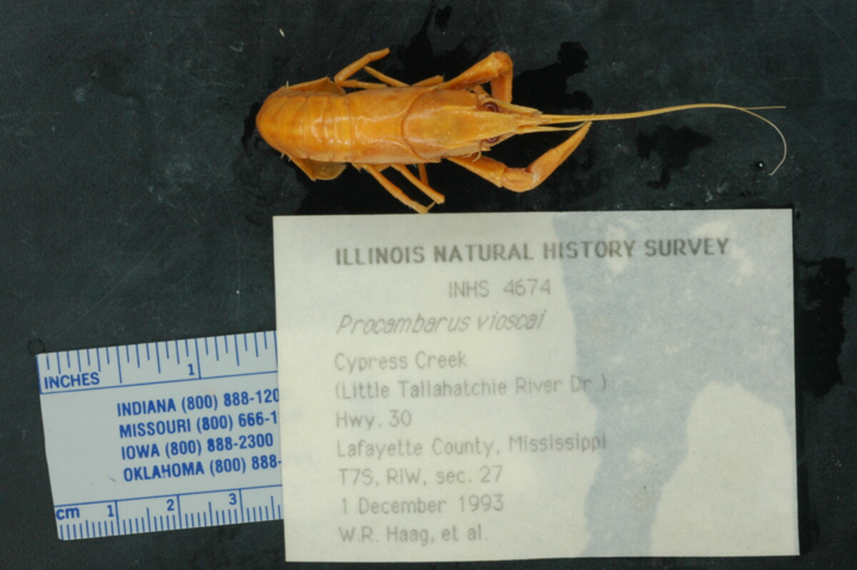 Procambarus vioscai image